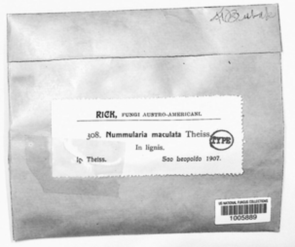 Whalleya maculata image